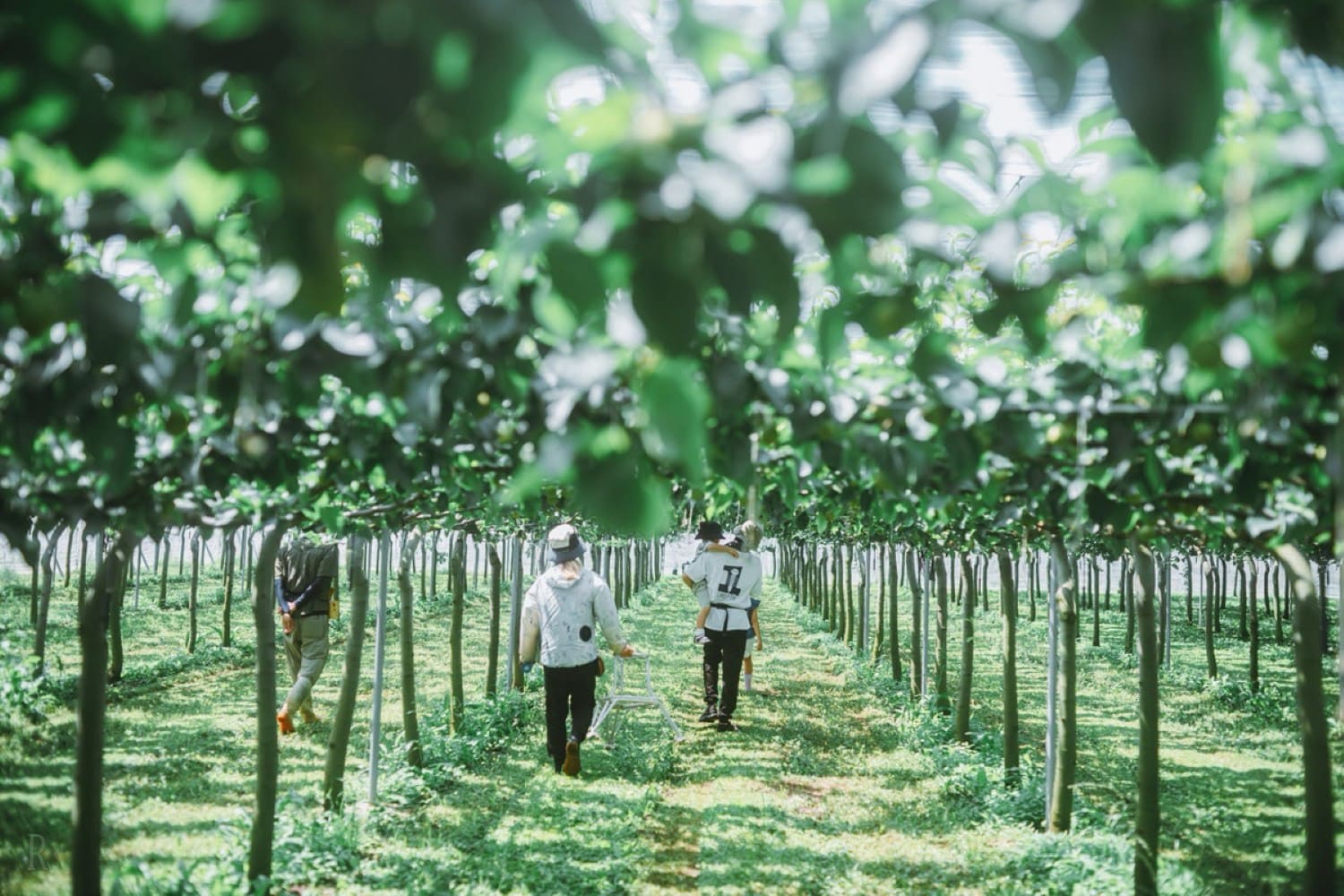 Pear Picking Experience