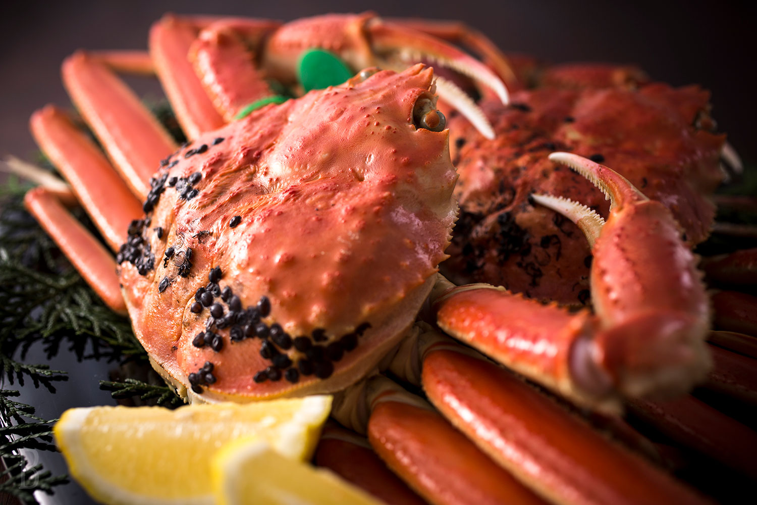 Tottori Crab Hot Pot Dinner