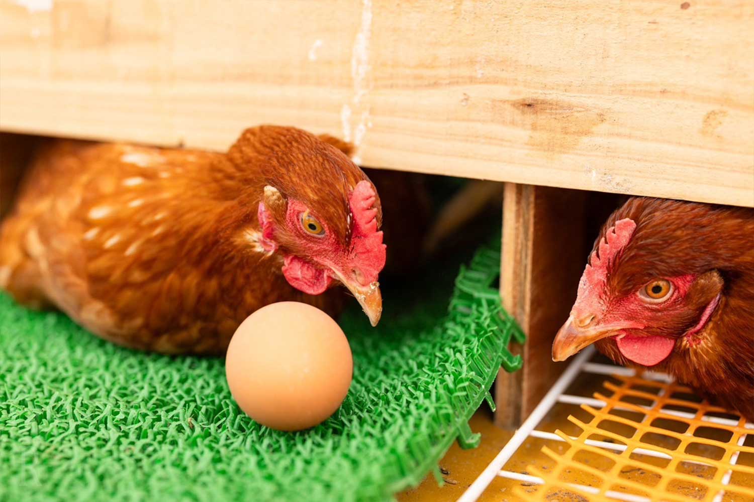 Egg Harvesting Experience